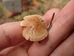 Pholiota highlandensis