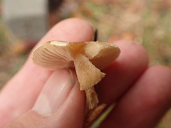 Pholiota highlandensis