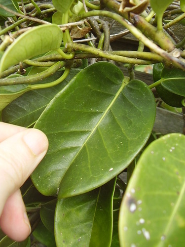 Madagascar jasmine (Marsdenia floribunda)