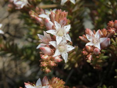 Sedum goldmanii