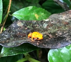 Brachycephalus alipioi