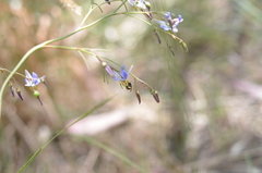 Dianella amoena