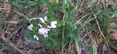 Scaevola albida