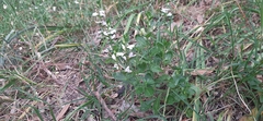Scaevola albida