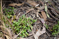 Opercularia ovata