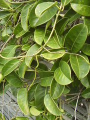 Stephanotis floribunda