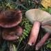 Russula queletii - Photo (c) Marco Floriani, μερικά δικαιώματα διατηρούνται (CC BY-NC), uploaded by Marco Floriani