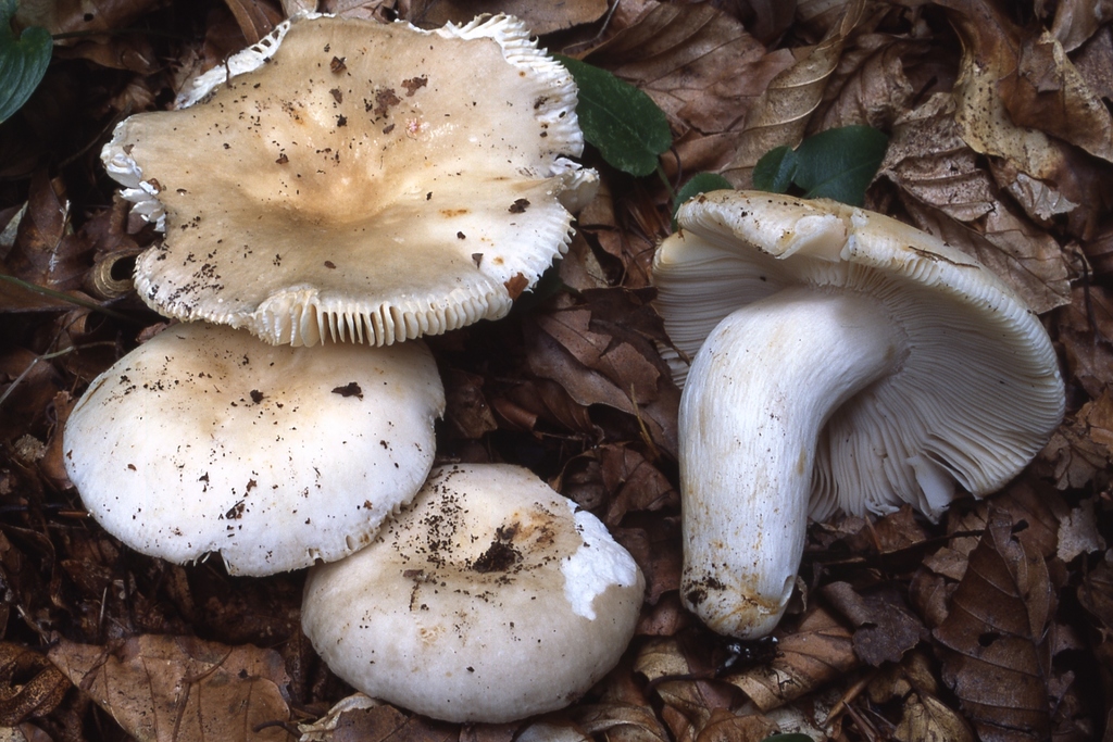 Russula faustiana