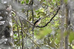 Dendrocitta cinerascens