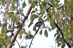 Dendrocitta cinerascens