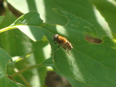 Palpada mexicana