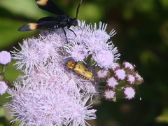 Chauliognathus hieroglyphicus