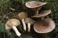 Lactarius pterosporus