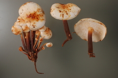 Flammulina fennae