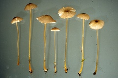 Entoloma exile