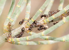 Notoncus ectatommoides