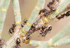 Notoncus ectatommoides