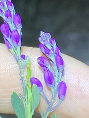 Comesperma hispidulum