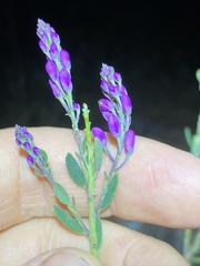 Comesperma hispidulum