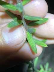Comesperma hispidulum