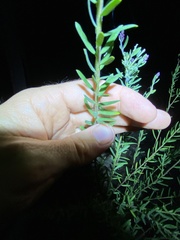 Comesperma hispidulum