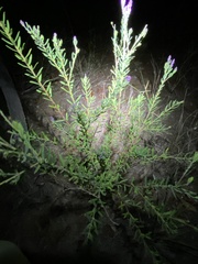 Comesperma hispidulum