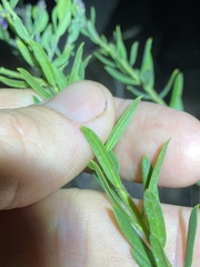 Comesperma hispidulum