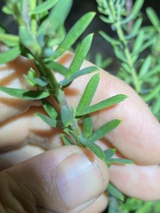 Comesperma hispidulum