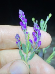 Comesperma hispidulum