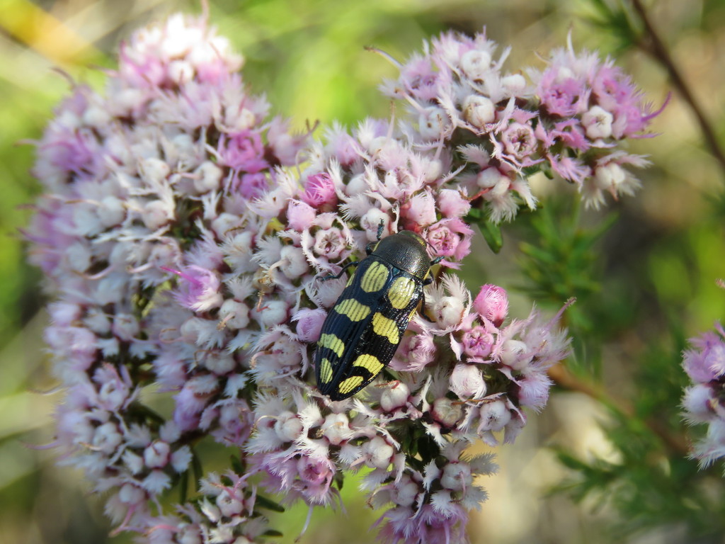 Castiarina subcincta