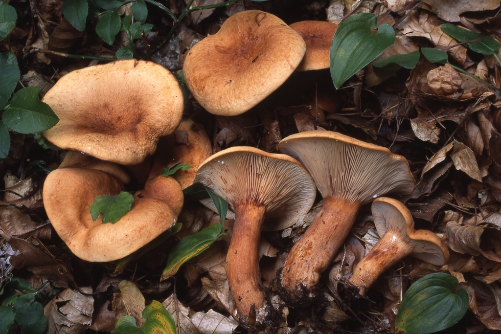Lactarius rubrocinctus