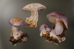 Cortinarius caerulescens