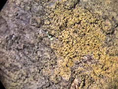Image of Scoliciosporum pensylvanicum