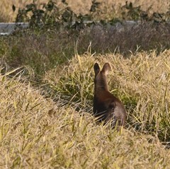 Hydropotes inermis argyropus