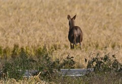 Hydropotes inermis argyropus