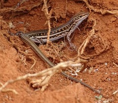 Barred Wedge-Snout Ctenotus photo 4
