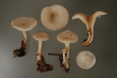 Singerocybe phaeophthalma