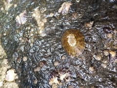 Cellana radians