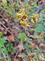 Chrysanthemum indicum