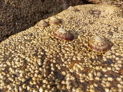 Cellana radians