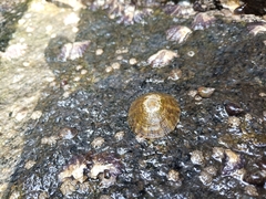 Cellana radians