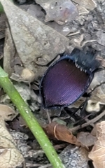 Scaphinotus elevatus