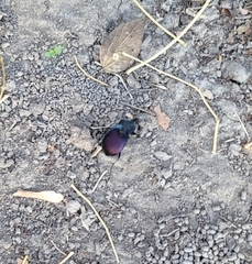 Scaphinotus elevatus