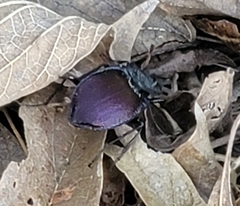 Scaphinotus elevatus