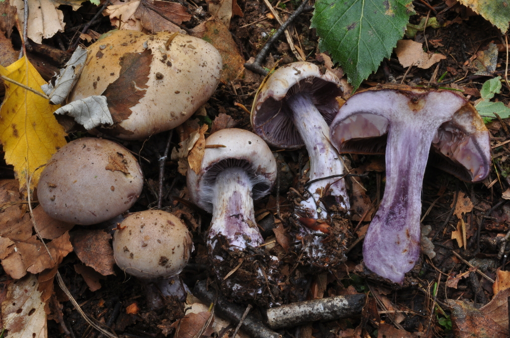 Thaxterogaster