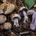 Cortinarius Subsect. Purpurascentes - Photo (c) Marco Floriani, some rights reserved (CC BY-NC), uploaded by Marco Floriani