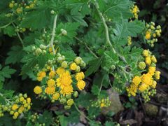 Chrysanthemum lavandulifolium