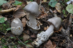 Amanita simulans