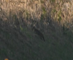 Prionailurus bengalensis