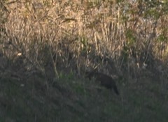 Prionailurus bengalensis